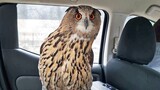 Films|Taking a Car with an Owl