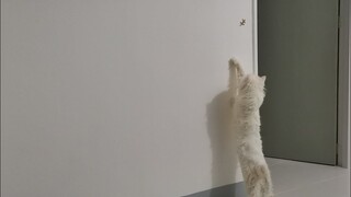 Fake Lizard for Cats || Clowder zone