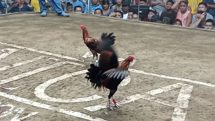 panget line vs gwpo  sa Wala na pwesto manok ko