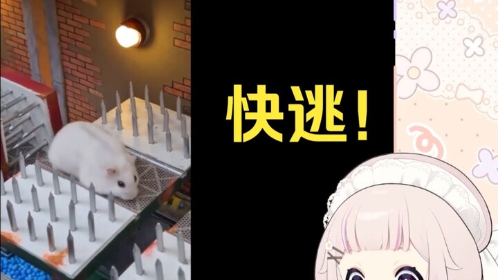 Japanese Lolita trembles when watching "Hamster Escapes the Most Dangerous Prison Maze"