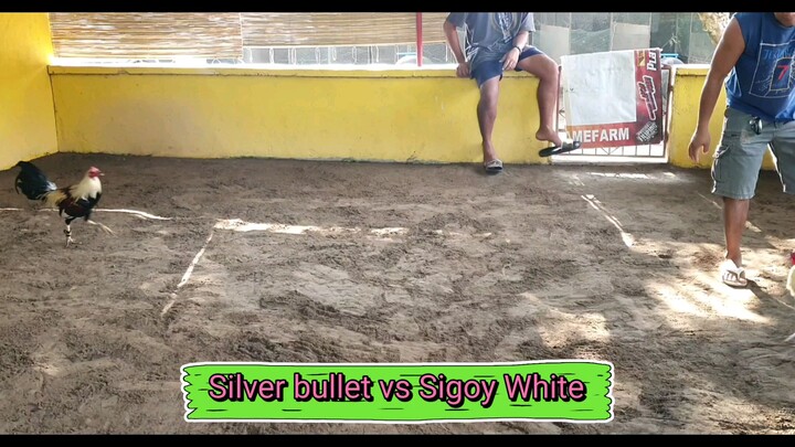 Silver bullet vs Sigoy White National Banded stags