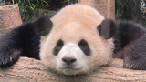 [Hewan]Momen lucu panda Fu Bao di Taman Hiburan Everland
