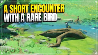 A Short Encounter with a Rare Bird | World Quests & Puzzles |【Genshin Impact】