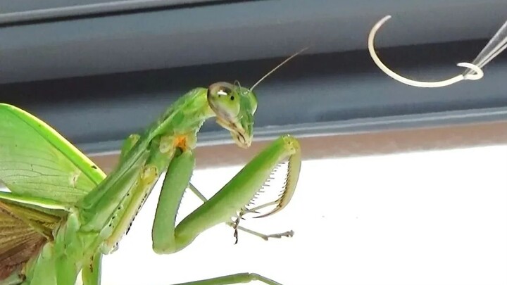【Reptile Pet】Mantises eat iron worms