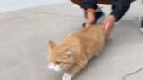 Chân dung chân thật của chú mèo con lần đầu tiên đi xuống cầu thang
