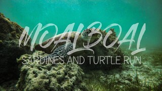 Exploring Moalboal Cebu, Philippines! Part 1 (Hotspot destination) | Salt Life