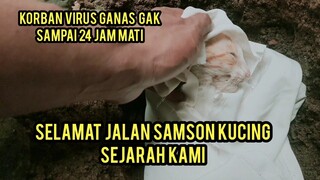 Waspada Virus Ganas Mematikan panleukopenia Kucing Ini Tiba-Tiba Mati..!