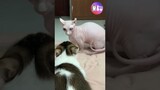 Khi mèo Chân Ngắn đối đầu với mèo Không Lông 😅 #Shorts #Yeulu #Yeuluofficial