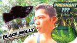 Putting My Pregnant Black Molly In A Different Tank