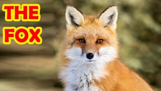 Bé tập nói tiếng anh | Con cáo | Baby practice speaking English | The fox