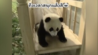 แพนด้าเล่นกันน่ารักแบบนี้นี่เอง