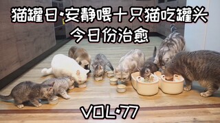 【老杨与猫】喂十只猫吃罐头，他的幸福与你的治愈