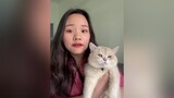 Nuôi mèo là phải luôn sạch sẽ thơm tho nha mèo cat mẹohay learnontiktok