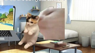 [Cat meme] น้องยืนกรานจะดูเล่นมายคราฟ