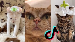 Cat Side of Tiktok - Cat TikTok Compilation #13