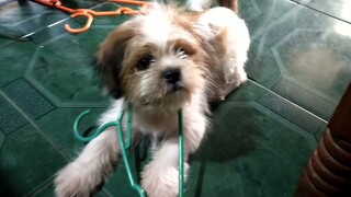 #Shih tzu#Puppy Tuffy#playing/love love#Shorts