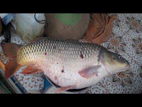 mancing pake joran tipis dapet ikan mas segede ini !!