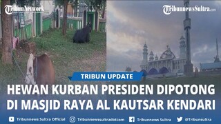 20 Ekor Sapi Siap Dipotong di Masjid Raya Al Kautsar Kendari, Termasuk Hewan Kurban Presiden Jokowi