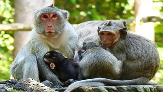 Beautiful Family Poor Mom Monkey Jane & Poor Baby Jody Feeling Tired,They Relax Together On Top Rock