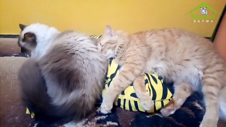 Kucing Lucu | Kucing Lucu Numpang Tidur