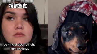 Một phụ nữ nước ngoài mang một chú chó về nhà để giải tỏa nỗi lo lắng và cái kết thật buồn cười