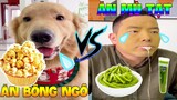 Thú Cưng Vlog | Tứ Mao Đại Náo Bố #2 | Chó thông minh vui nhộn | Smart dog funny pets