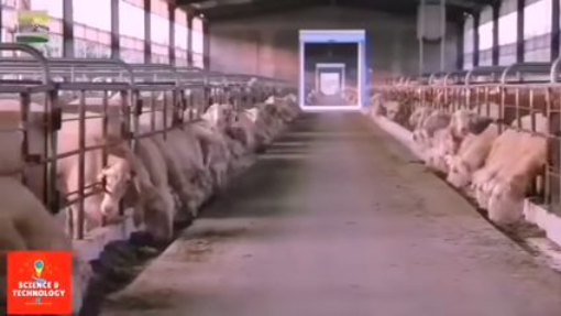 Largest sheep farm