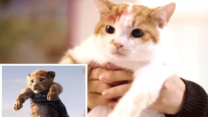 33 cats starring together in "The Lion King"