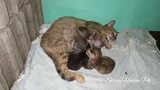 Mama Cat And 4 Little Potatoes