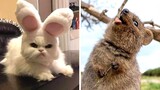 Funny Animals that Will 100% Cheer You Up 😂🥰