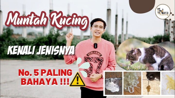 KENALI 6 JENIS DAN PENYEBAB MUNTAH PADA KUCING