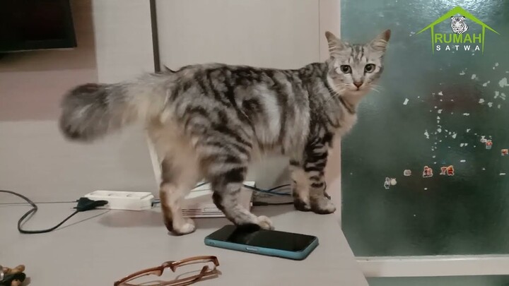 KUCING LUCU BERBULU BATIK