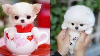 Cutest Teacup Puppies Video Compilation Funny and Cute Dog