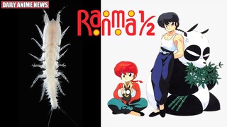 New Species Named After Ranma from Ranma 1/2 | Daily Anime News