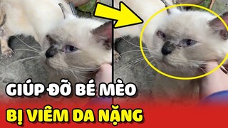 Cảm động bé mèo bị NẤM và VIÊM DA nặng được cô gái CƯU MANG ❤️ | Yêu Lu