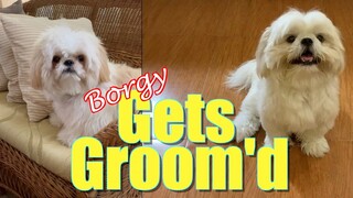 My Dog Gets Magically Groomed | Cute & Funny Shih Tzu Dog Video