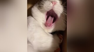 Ngắm mèo ngủ là một dạng trị liệu và làm tâm hồn bình yên nè 😆🥺🤎 asmr cat TetNoLo fypシ mèo