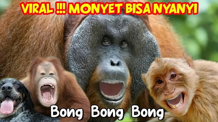 LUCU, Monyet NYANYI lagu BONG BONG SONG