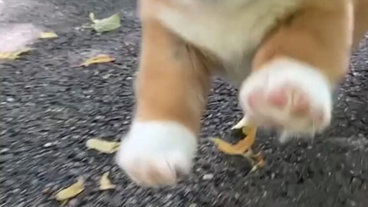 Little corgi running