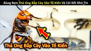 Thử Nghiệm Thả Ong Bắp Cày Vào Tổ Kiến Và Cái Kết Không Ai Ngờ || Review Giải Trí Đời Sống