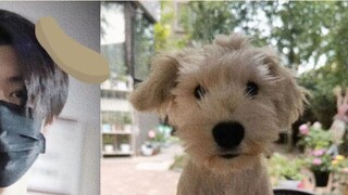 Chen Zheyuan·Sợ chó Có ai sợ chó hơn Puppy Yuan không?