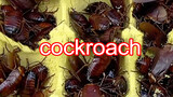 Reptile Pet | 200 Cockroaches Breeding