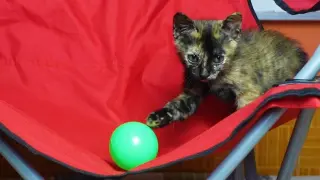 Short tail kitten borrowed my chair for playing football for the first time