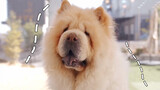 Pet | The Introduction of Chow Chow