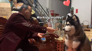 [Animals]Paying salary to a dog