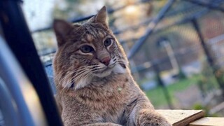 How two women saved an abandoned bobcat