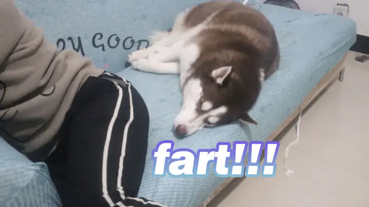 [Dog] What if I fart in the face of the Husky dog?