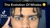 the Evolution Of Whales