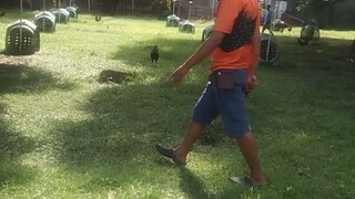 BANILAD GAMEFARM🐓dumaguete city neg.or.