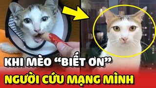 Khi loài mèo BIẾT ƠN người đã cứu mạng chúng 😊 | Yêu Lu